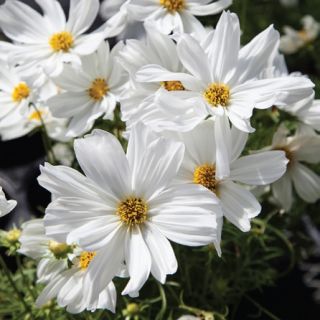 Compra COSMOS APOLLO WHITE F1 (1000 Semillas). en la tienda online Fito Agrícola