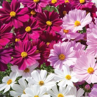 Compra COSMOS APOLLO MIX F1 (1000 Semillas). en la tienda online Fito Agrícola