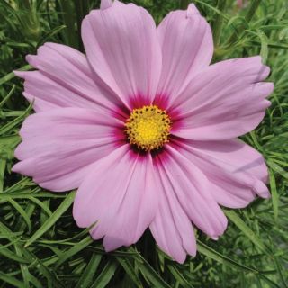 Compra COSMOS CASANOVA PINK F1 (1000 Semillas). en la tienda online Fito Agrícola