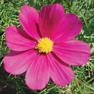 Compra COSMOS CASANOVA VIOLET F1 (1000 Semillas). en la tienda online Fito Agrícola