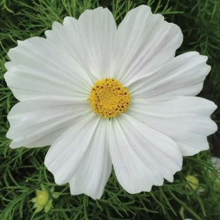 Compra COSMOS CASANOVA WHITE F1 (1000 Semillas). en la tienda online Fito Agrícola
