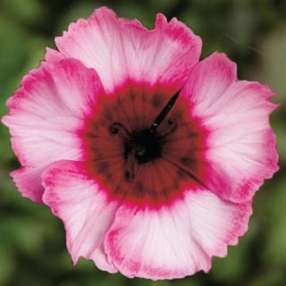 Compra DIANTHUS SUPER PARFAIT RASPBERRY Pildorado F1 (500 Semillas) en la tienda online Fito Agrícola