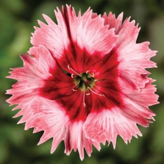 Compra DIANTHUS SUPER PARFAIT STRAWBERRY Pildorado F1 (500 Semillas) en la tienda online Fito Agrícola