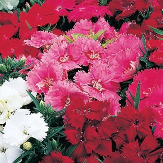 Compra DIANTHUS ARISTO MIX F1 (1000 Semillas). en la tienda online Fito Agrícola