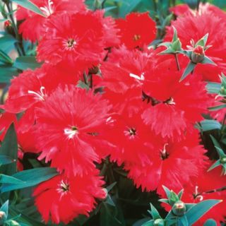 Compra DIANTHUS ARISTO SCARLET F1 (1000 Semillas). en la tienda online Fito Agrícola
