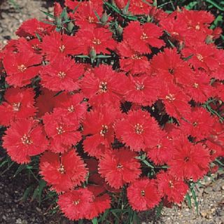 Compra DIANTHUS ARISTO CRIMSON F1 (1000 Semillas). en la tienda online Fito Agrícola
