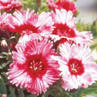Compra DIANTHUS ARISTO PINK WITH EYE IMPROVED F1 (1000 Semillas). en la tienda online Fito Agrícola