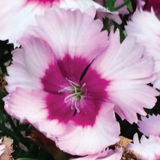 Compra DIANTHUS VENTI PARFAIT BLUEBERRY Pildorado F1 (1000 Semillas). en la tienda online Fito Agrícola