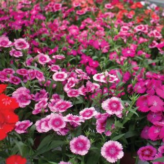 Compra DIANTHUS EMPERADO MIX Pildorado F1 (1000 Semillas). en la tienda online Fito Agrícola