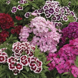 Compra DIANTHUS DIABUNDA® MIX Pildorado F1 (1000 Semillas). en la tienda online Fito Agrícola