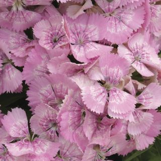 Compra DIANTHUS DIABUNDA® PINK PEARL Pildorado F1 (1000 Semillas). en la tienda online Fito Agrícola
