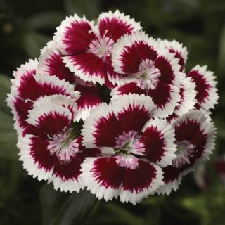 Compra DIANTHUS DIABUNDA® RED PICOTEE Pildorado F1 (1000 Semillas). en la tienda online Fito Agrícola