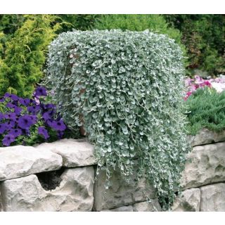 Compra DICHONDRA SILVER FALLS (1000 Semillas). en la tienda online Fito Agrícola