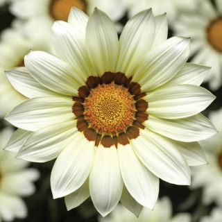 Compra GAZANIA BIG KISS WHITE F1 (1000 Semillas). en la tienda online Fito Agrícola