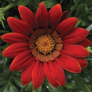Compra GAZANIA BIG KISS RED F1 (1000 Semillas). en la tienda online Fito Agrícola