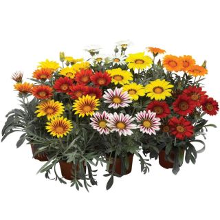 Compra GAZANIA FROSTY KISS MIX F1 (1000 Semillas). en la tienda online Fito Agrícola