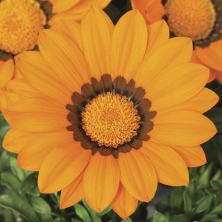Compra GAZANIA GAZOO® ORANGE WITH RING F1 (1000 Semillas). en la tienda online Fito Agrícola