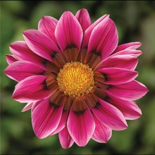 Compra GAZANIA KISS ROSE F1 (1000 Semillas). en la tienda online Fito Agrícola
