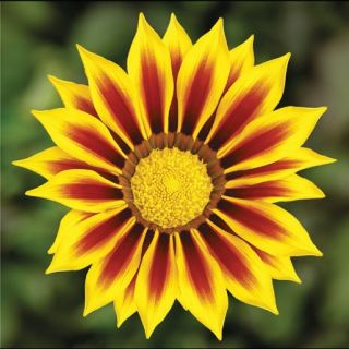 Compra GAZANIA KISS YELLOW FLAME F1 (1000 Semillas). en la tienda online Fito Agrícola