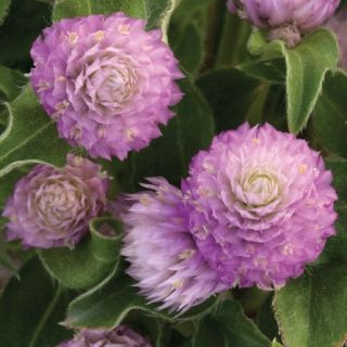 Compra AMARANTO HOLLY PINK F1 (1.000 Semillas) en la tienda online Fito Agrícola