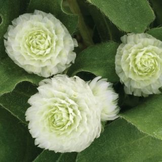 Compra AMARANTO HOLLY WHITE F1 (1.000 Semillas) en la tienda online Fito Agrícola