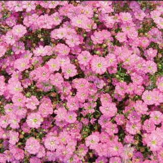 Compra GYPSOPHILA TEENY DEEP ROSE F1 (1000 Semillas). en la tienda online Fito Agrícola