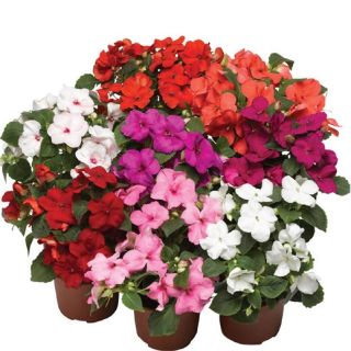Compra IMPATIENS ACCENT PREMIUM MIX F1 (1000 Semillas). en la tienda online Fito Agrícola