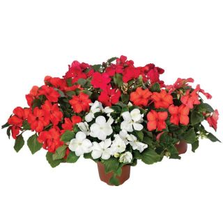 Compra IMPATIENS IMARA® HOT MIX F1 (1000 Semillas). en la tienda online Fito Agrícola