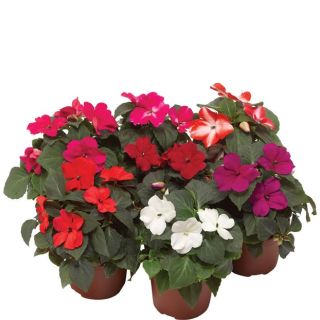 Compra IMPATIENS IMARA® MIX F1 (1000 Semillas). en la tienda online Fito Agrícola