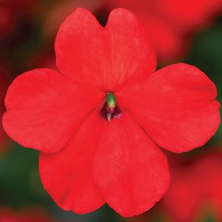 Compra IMPATIENS IMARA® ORANGE F1 (1000 Semillas). en la tienda online Fito Agrícola