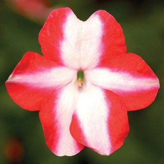 Compra IMPATIENS IMARA® ORANGE STAR F1 (1000 Semillas). en la tienda online Fito Agrícola