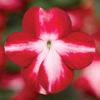 Compra IMPATIENS IMARA® RED STAR F1 (1000 Semillas). en la tienda online Fito Agrícola