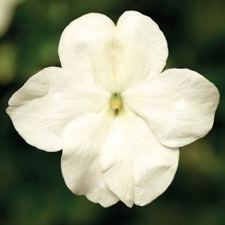 Compra IMPATIENS IMARA® WHITE F1 (1000 Semillas). en la tienda online Fito Agrícola