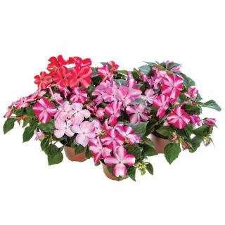 Compra IMPATIENS IMARA® XL STAR COMBI F1 (1000 Semillas). en la tienda online Fito Agrícola