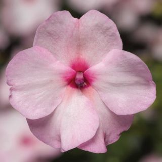 Compra IMPATIENS XTREME BRIGHT EYE F1 (1000 Semillas). en la tienda online Fito Agrícola