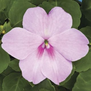 Compra IMPATIENS XTREME LAVENDER F1 (1000 Semillas). en la tienda online Fito Agrícola