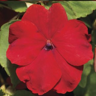 Compra IMPATIENS XTREME RED F1 (1000 Semillas). en la tienda online Fito Agrícola