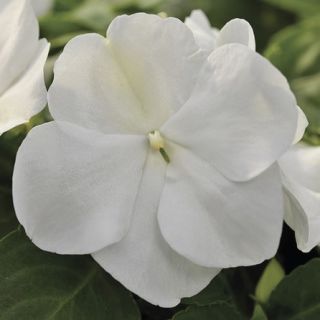 Compra IMPATIENS XTREME WHITE F1 (1000 Semillas). en la tienda online Fito Agrícola
