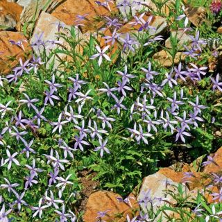 Compra LAURENTIA STARSHINE BLUE Pildorada F1 (1000 Semillas). en la tienda online Fito Agrícola