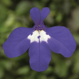 Compra LOBELIA HALF MOON Pildorada F1 (1000 Semillas). en la tienda online Fito Agrícola