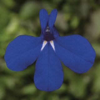 Compra LOBELIA MIDNIGHT MOON Pildorada F1 (1000 Semillas). en la tienda online Fito Agrícola