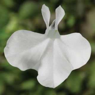 Compra LOBELIA MOON WHITE IMPROVED Pildorada F1 (1000 Semillas). en la tienda online Fito Agrícola