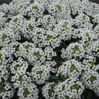 Compra LOBULARIA ALICE WHITE PELICULADA (1000 Semillas). en la tienda online Fito Agrícola