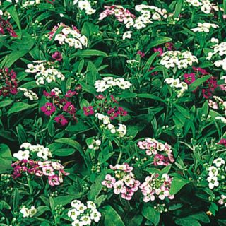 Compra LOBULARIA ALICE MIX Pildorada (5.000 Semillas) en la tienda online Fito Agrícola