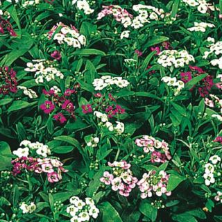 Compra LOBULARIA ALICE MIX PELICULADA (1000 Semillas). en la tienda online Fito Agrícola