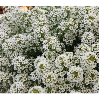 Compra LOBULARIA NORTH FACE WHITE Pildorada (5.000 Semillas) en la tienda online Fito Agrícola