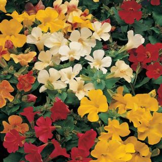 Compra MIMULUS MAGIC MIX Pildorado F1 (1000 Semillas). en la tienda online Fito Agrícola