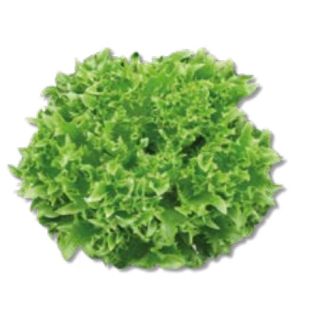 Compra LECHUGA DANSTAR Pildorada (25.000 Semillas) en la tienda online Fito Agrícola