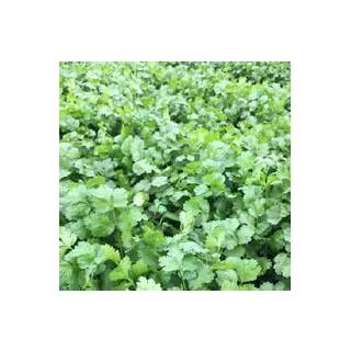 Compra CILANTRO BOLERO (100.000 Semillas) en la tienda online Fito Agrícola