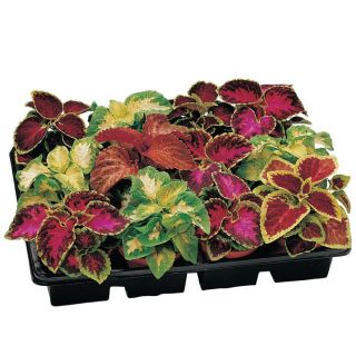 Compra COLEO FLAMEX® MIX F1 (1000 Semillas). en la tienda online Fito Agrícola